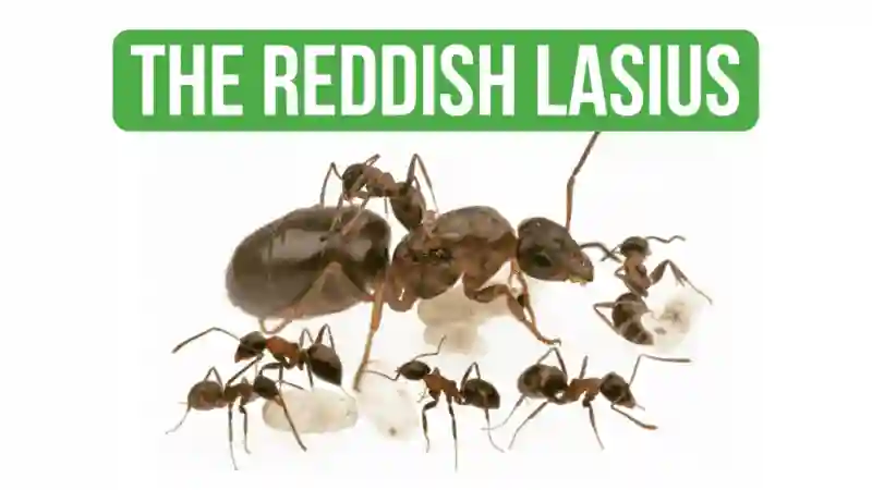 How To Care for Lasius Emarginatus