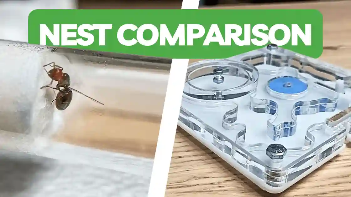 Test Tube Setup vs Founding Nest - Which is Better?
