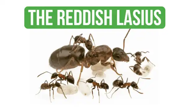 The Different Roles In An Ant Colony! - BRUMA Ants
