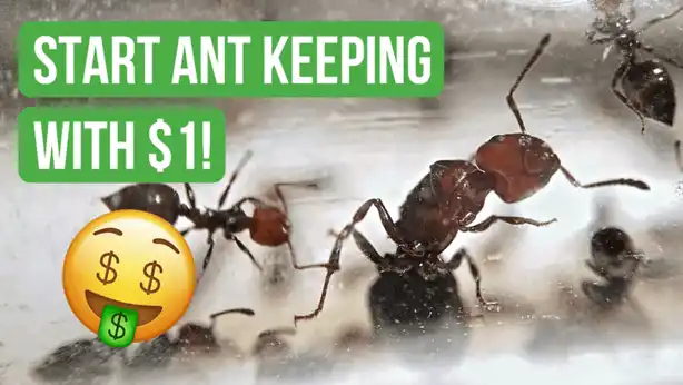 Complete Guide To Ant Keeping - BRUMA Ants