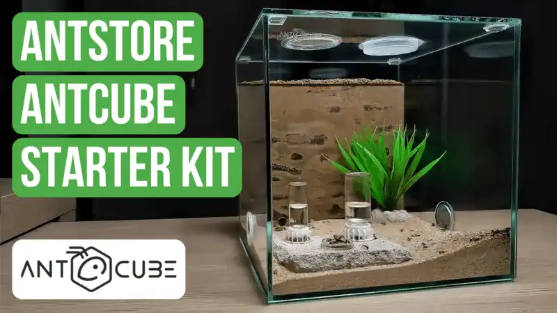 ANTCUBE スターターセットコンビ レビュー