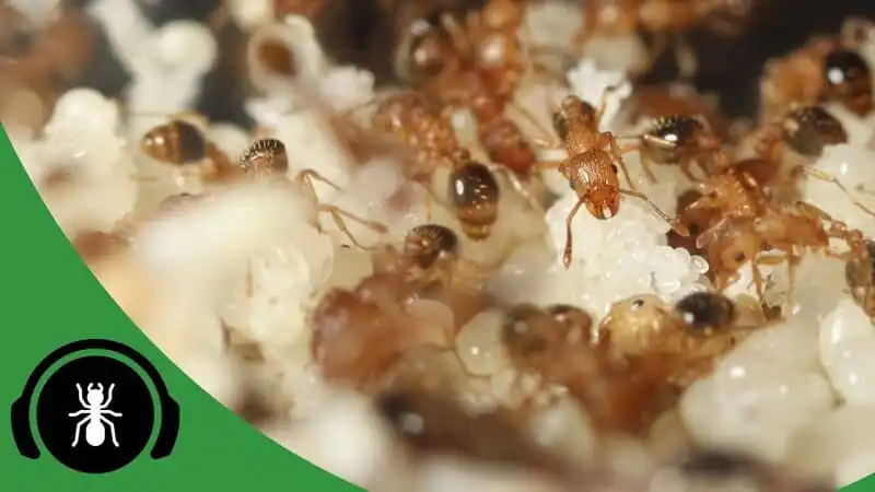 The Best Conditions To Keep Ants - The Ant Pod