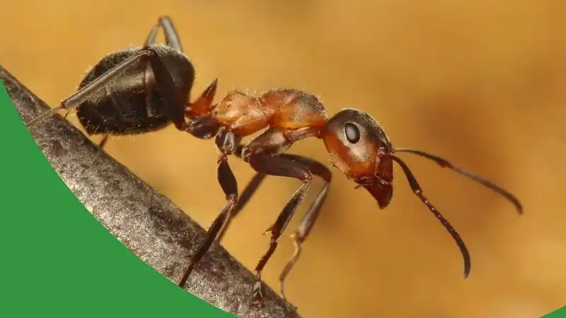 Tenere Formiche Schiaviste - The Ant Pod