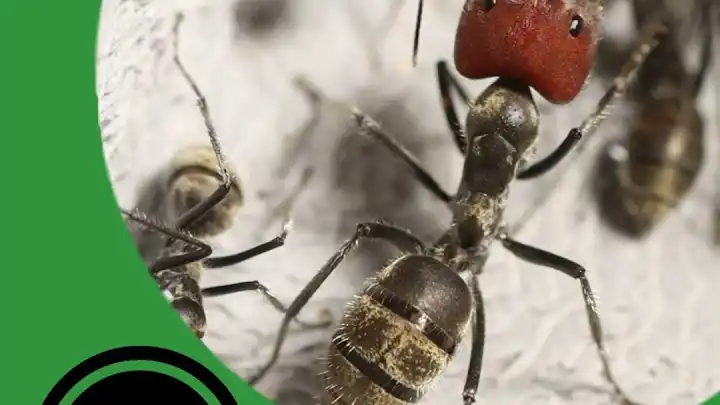 The 5 Ants You Need to Keep, From Beginner to Expert - The Ant Pod