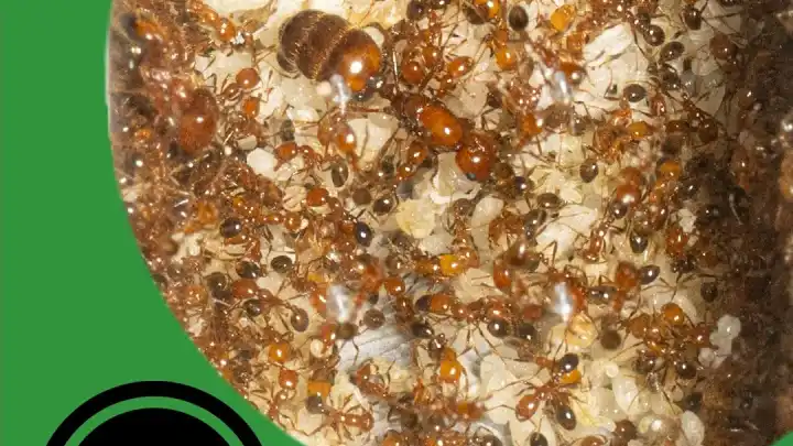 When Ant Colonies Grow Out of Control! - The Ant Pod