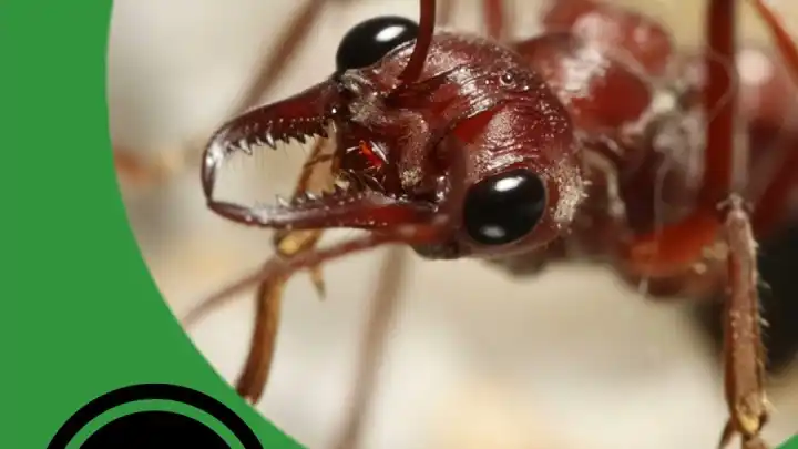 The Return Of TAP! - The Ant Pod