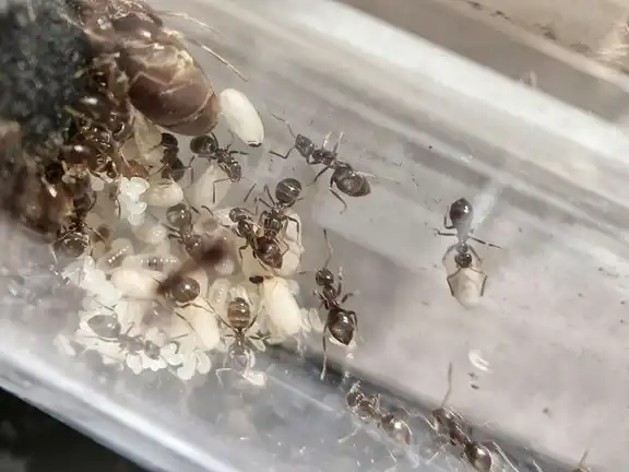 Lasius niger ant