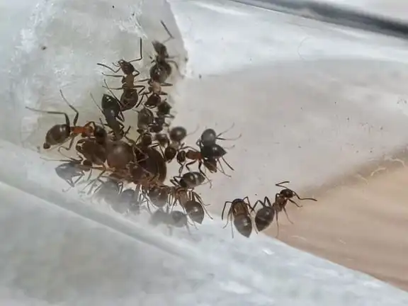 Lasius emarginatus ant