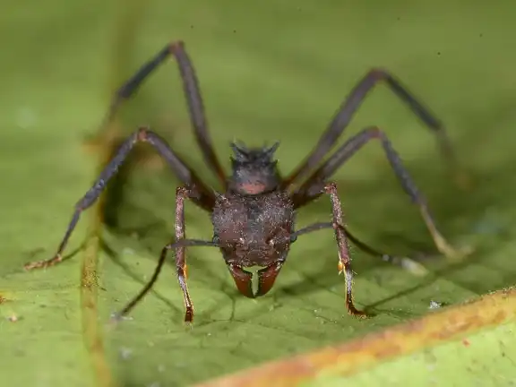 Acromyrmex octospinosus ant