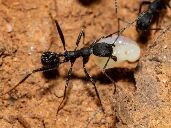 Aphaenogaster senilis ant