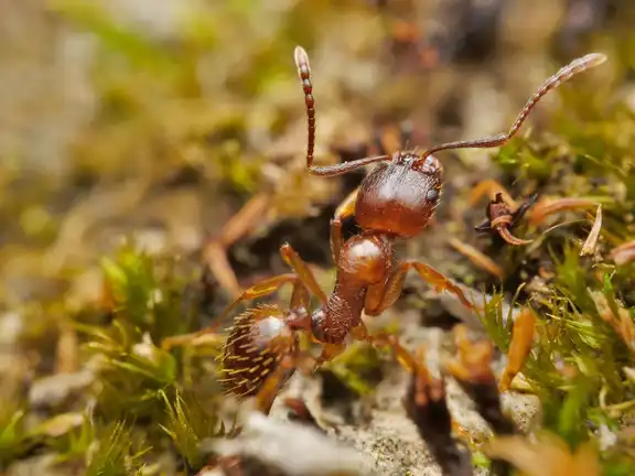 Aphaenogaster subterranea ant