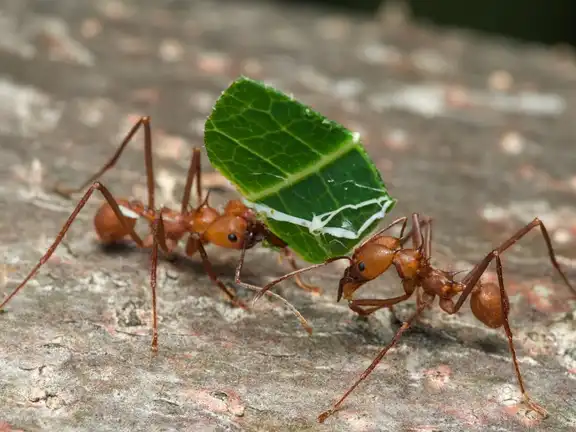Atta cephalotes ant