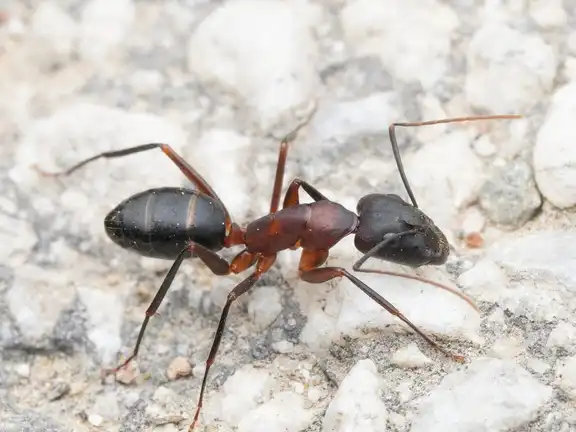Camponotus barbaricus ant
