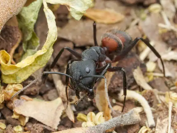 Camponotus cruentatus ant
