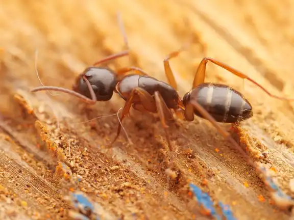 Camponotus fallax ant