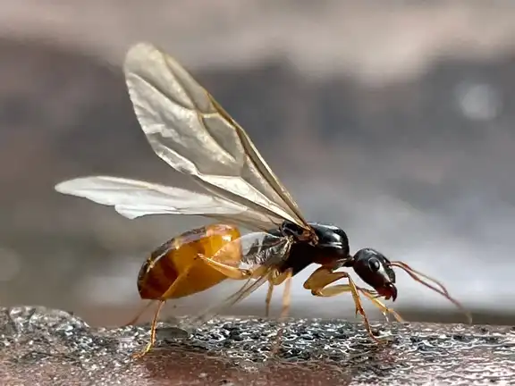 Camponotus fedtschenkoi ant