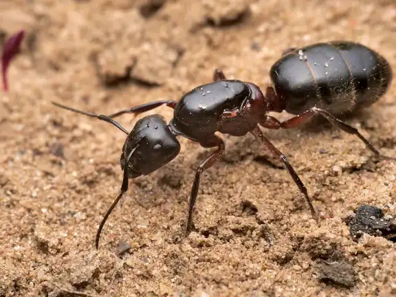 Camponotus herculeanus ant