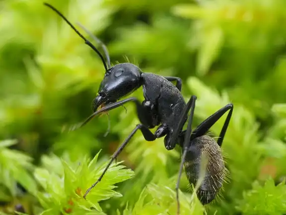 Camponotus japonicus ant
