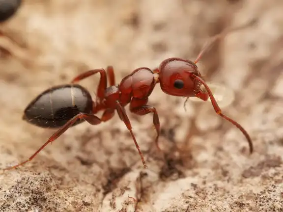 Camponotus lateralis ant