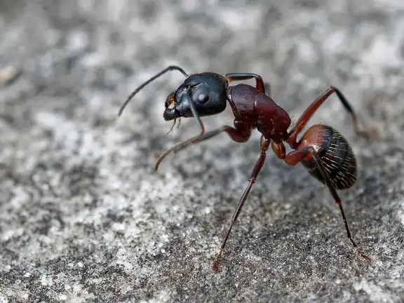 Camponotus ligniperda ant