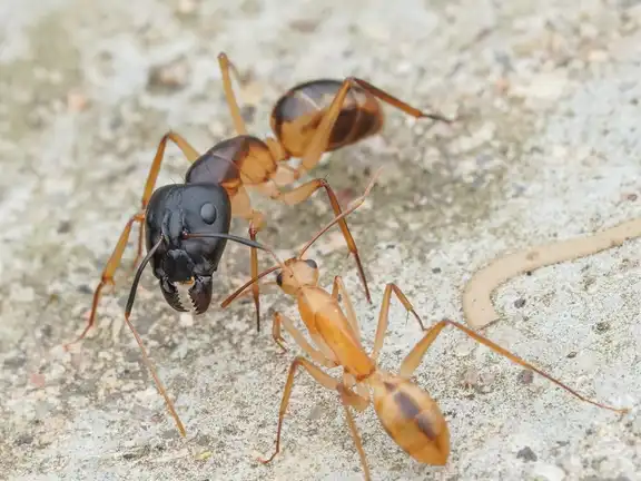 Camponotus maculatus ant