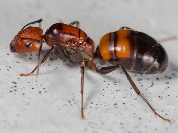 Camponotus nicobarensis ant