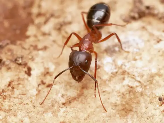 Camponotus sylvaticus ant