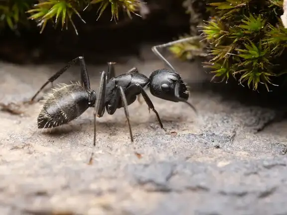 Camponotus vagus ant