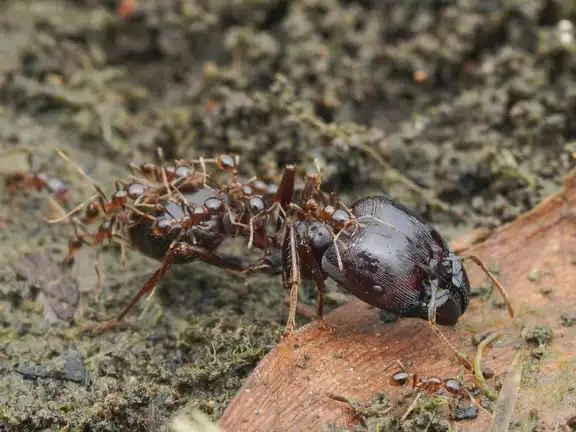 Carebara diversa ant
