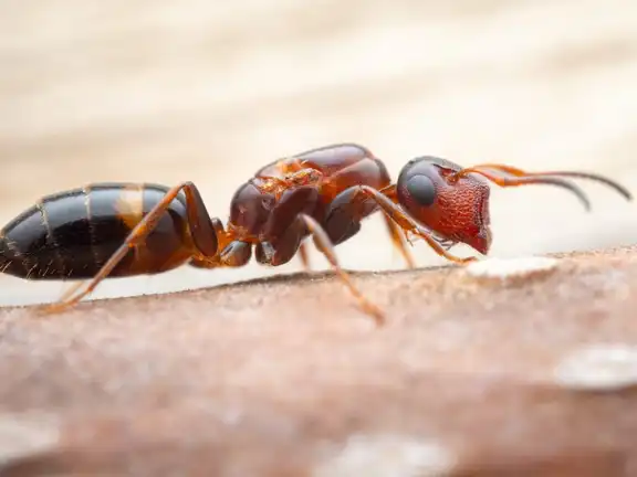 Colobopsis truncata ant