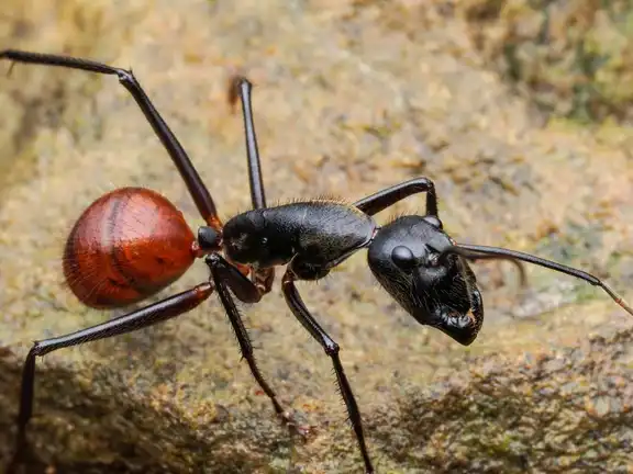 Dinomyrmex gigas ant