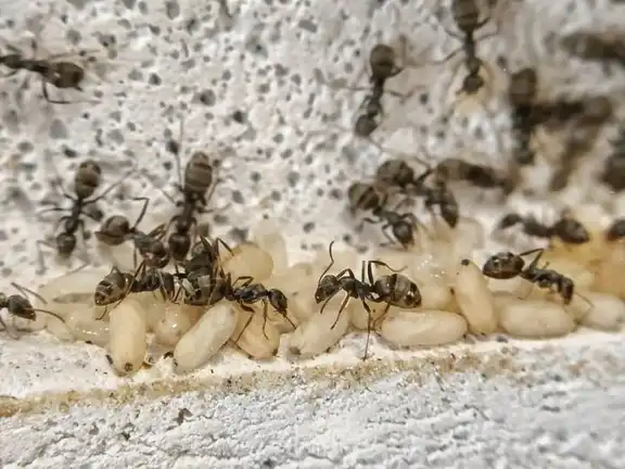 Formica cinerea ant