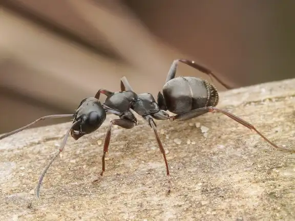 Formica fusca ant