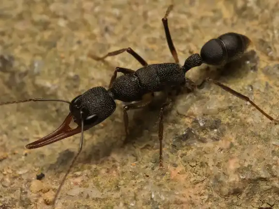 Harpegnathos venator ant