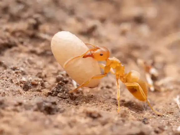 Lasius flavus ant