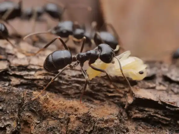 Lasius fuliginosus ant