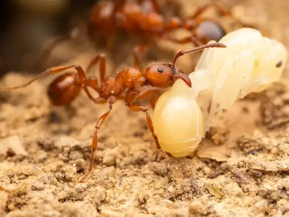 Manica rubida ant