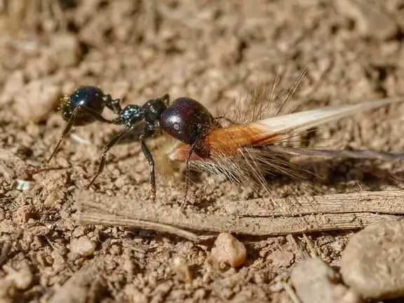Messor barbarus ant