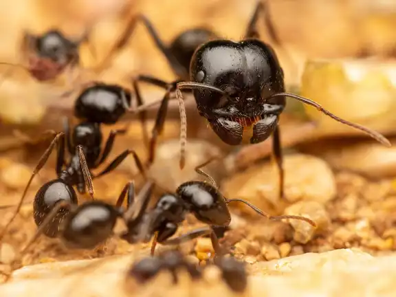 Messor capitatus ant