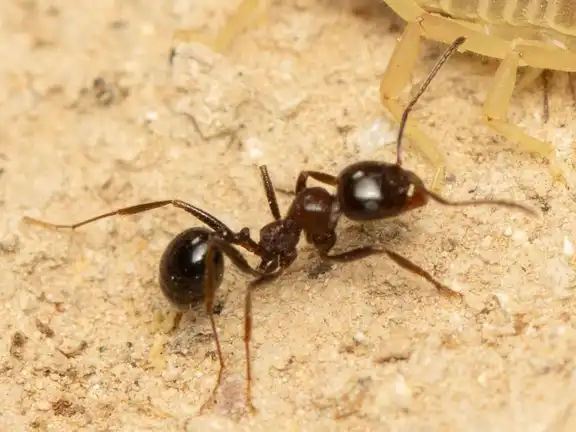Messor ebeninus ant