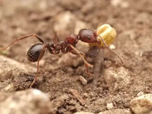 Messor structor ant