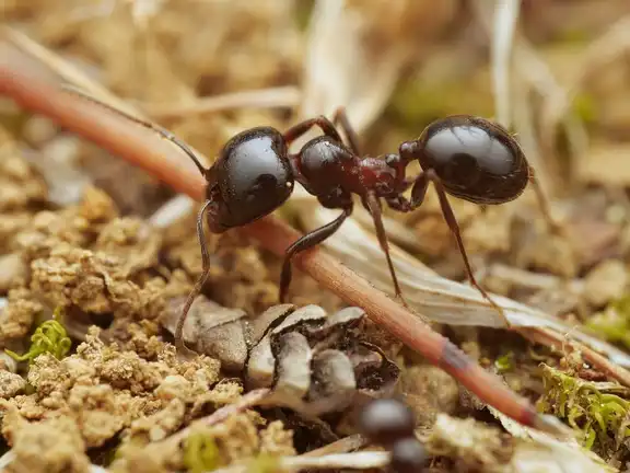 Messor wasmanni ant
