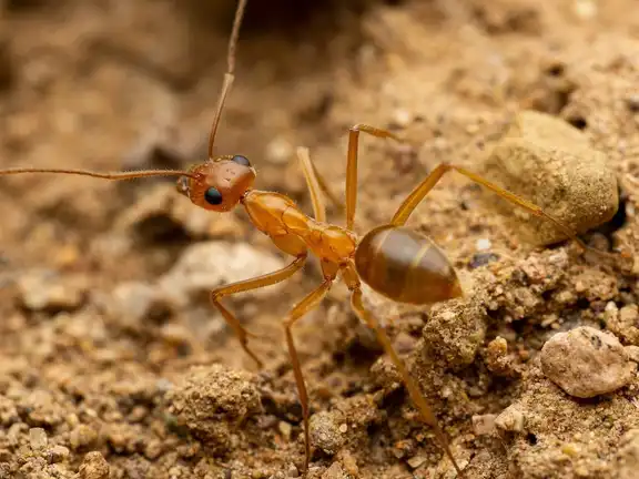 Myrmecocystus mexicanus ant