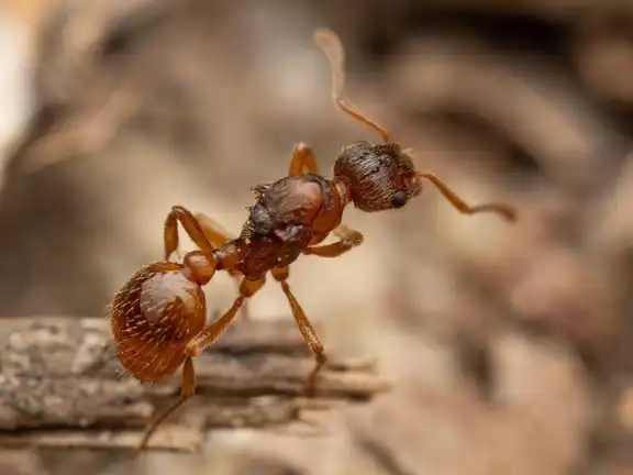 Myrmica rubra ant