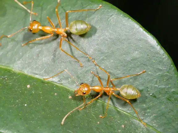 Oecophylla smaragdina ant