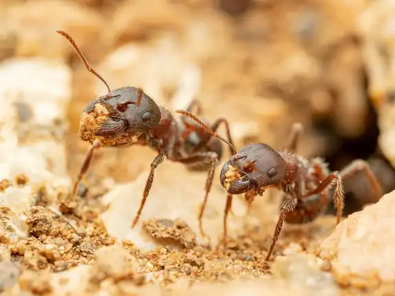 Pogonomyrmex rugosus ant
