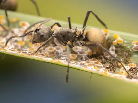Polyrhachis dives ant