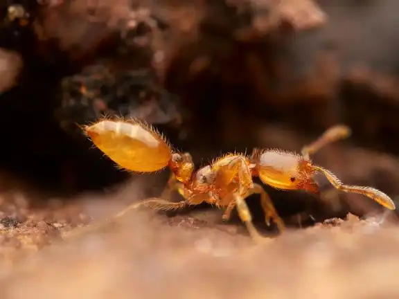 Solenopsis fugax ant