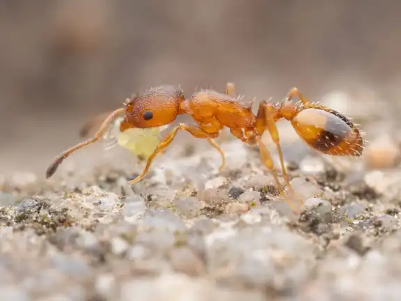 Temnothorax unifasciatus ant