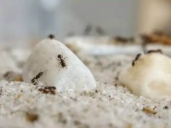 Tetramorium caespitum ant